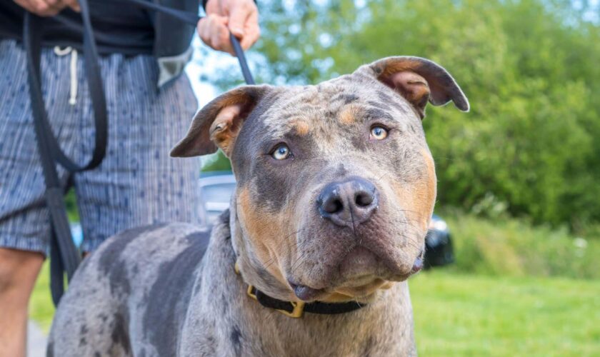 Dog shelters ‘flooded’ with XL Bully dogs ahead of ban