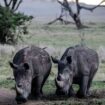 Afrika: Zahl der Nashörner steigt erstmals seit einem Jahrzehnt wieder an
