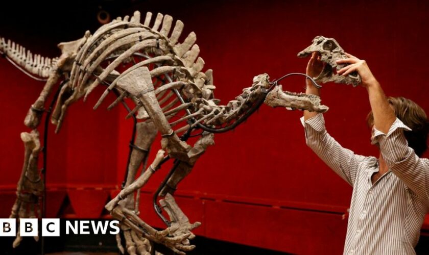 A auction house employee reconstructs the skeleton of the adult dinosaur Barry