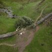 The Sycamore Gap Tree in pictures as nature lovers ‘shocked and saddened’ by felling