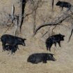 Pigs spotted in Texas in previous years. Pic: AP