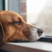 États-Unis : une inquiétante épidémie canine interroge les vétérinaires