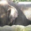 Philippinen: Nach mehr als 40 Jahren in Gefangenschaft: Der "traurigste Elefant der Welt" stirbt in einem Zoo