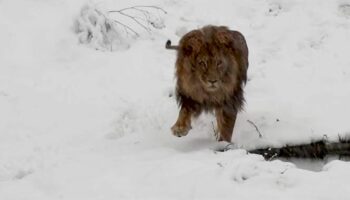 Pristina: Raubkatze im Schnee: Die traurige Geschichte von Löwe "Gjon"