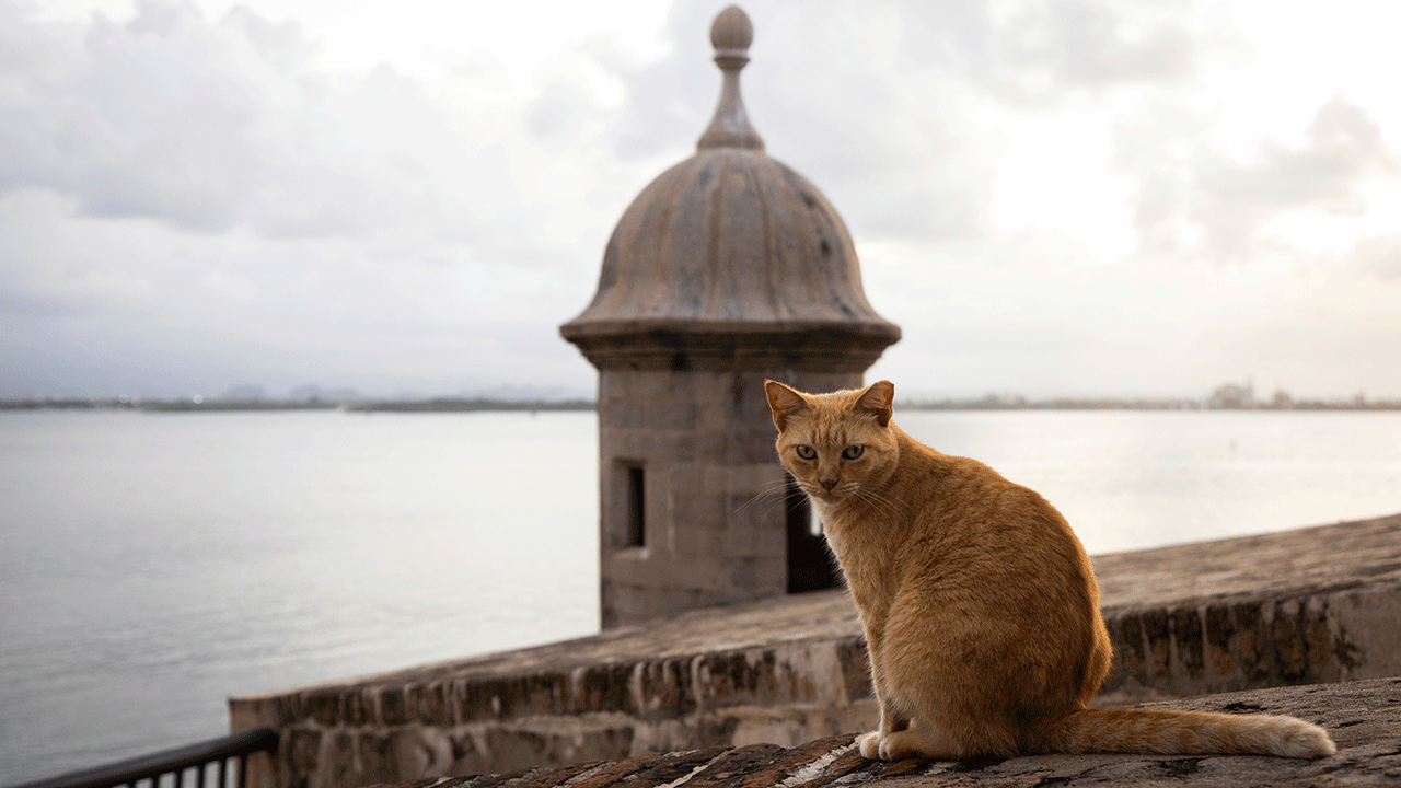 Puerto Rico cat