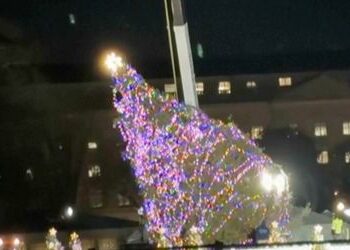 USA: Wind wirft Nationalen Weihnachtsbaum in Washington um