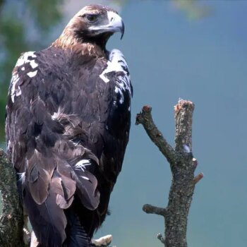 La población del águila imperial ibérica 'vuela' hasta las 130 parejas y se «aleja» del riesgo de extinción