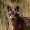 El enigma del lobo avistado hace casi un mes en la provincia de Ciudad Real
