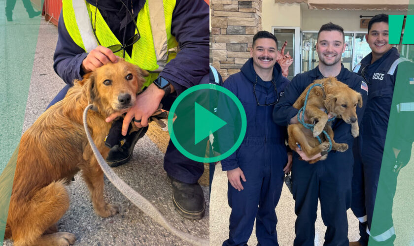 Une chienne coincée depuis une semaine dans un conteneur au Texas sauvée par des gardes-côtes