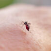 La Guyane en proie à une épidémie de dengue alarmante