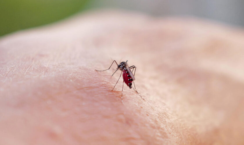 La Guyane en proie à une épidémie de dengue alarmante