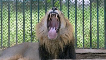 Man killed by lion after entering enclosure at zoo: 'The animal attacked'