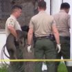 California man mauled, killed by pit bulls in yard: police