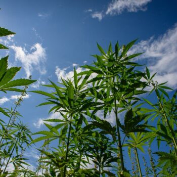 Legalisierung: SPD und Grüne rechnen mit baldiger Verabschiedung von Cannabis-Gesetz