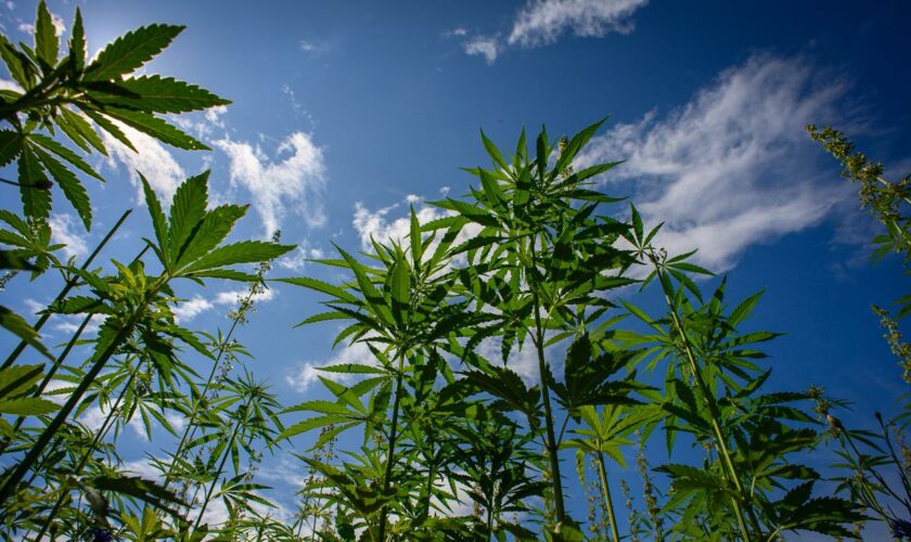 Legalisierung: SPD und Grüne rechnen mit baldiger Verabschiedung von Cannabis-Gesetz