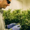 Bund Deutscher Kriminalbeamter fordert Stopp von Cannabis-Gesetz
