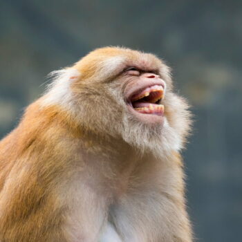 Les singes ont bien de l'humour, leurs premières blagues dévoilées par une étude
