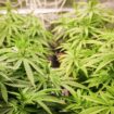 Droge: Bundestag billigt teilweise Freigabe von Cannabis