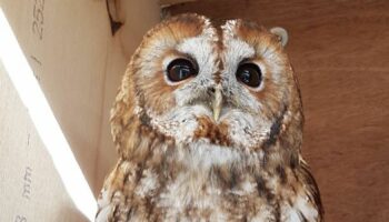 Merlin the tawny owl. Pic: Wimbledon and Putney Commons