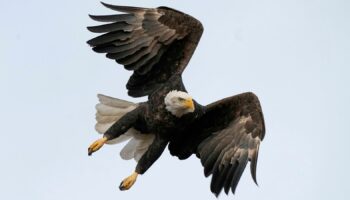 A bald eagle. File pic: AP