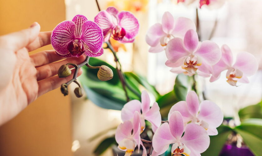 Les orchidées fleuriront tout le temps si vous faites ce geste trois fois par mois