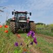 Landwirtschaft: Bundesregierung setzt gelockerte EU-Umweltauflagen um