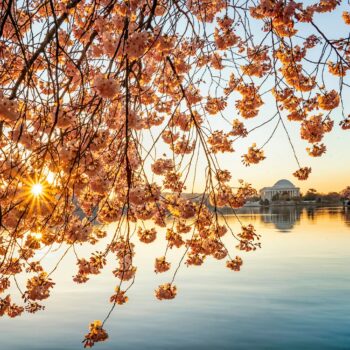 D.C.’s cherry blossoms will reach peak bloom from March 23 to 26, officials predict