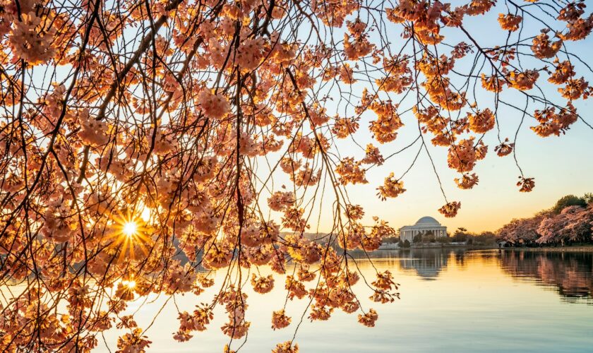 D.C.’s cherry blossoms will reach peak bloom from March 23 to 26, officials predict