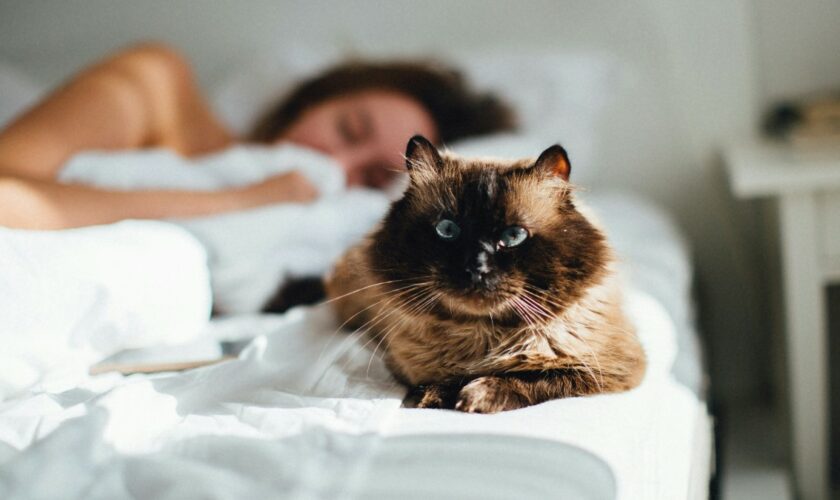 Dormir avec votre animal de compagnie peut impacter votre santé