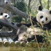 El zoo de Madrid no se quedará sin sus emblemáticos pandas