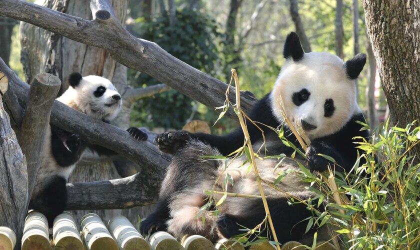 El zoo de Madrid no se quedará sin sus emblemáticos pandas