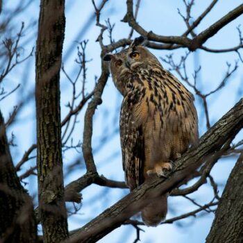 Flaco the owl's escape from NYC zoo remains mystery as celeb bird enjoys year of freedom