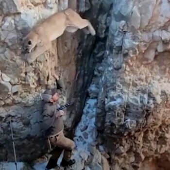 Forschungsprojekt in Arizona: Puma soll betäubt werden – doch die Wildkatze gerät in Panik