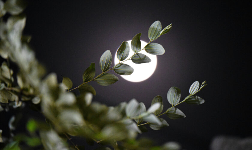 Jardiner avec la Lune permet-il vraiment de mieux réussir son potager?