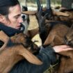 «Je n’en reviens pas» : une agricultrice surendettée récolte près de 160.000 euros pour «sauver ses chèvres»