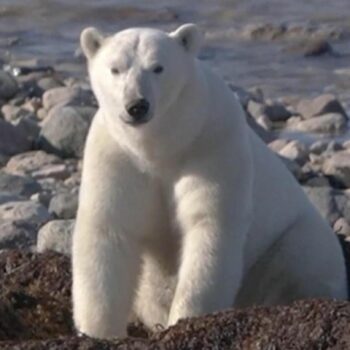 Kanada: Eisbären mit Halskamera: Wie die Raubtiere leben und warum es sie immer tiefer ins Land treibt