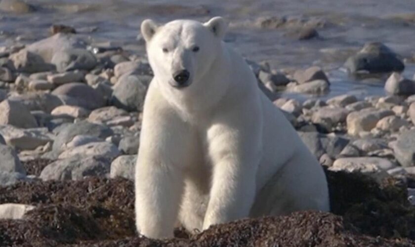 Kanada: Eisbären mit Halskamera: Wie die Raubtiere leben und warum es sie immer tiefer ins Land treibt