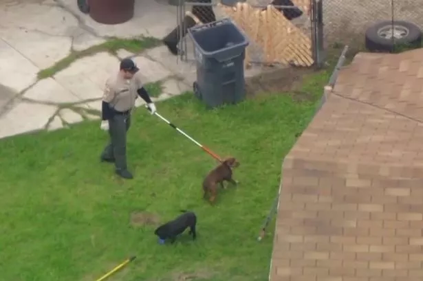 Man mauled to death by pack of pitbulls that stored his bloody corpse in kennel
