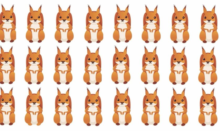 Schwieriges Suchbild: Schneller Augentest: Eines dieser Eichhörnchen tanzt aus der Reihe – können Sie es finden?