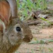 Se declara la emergencia cinegética temporal por daños causados por los  conejos en 308 municipios de Castilla-La Mancha