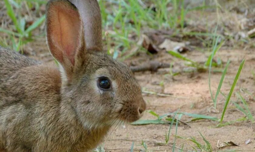 Se declara la emergencia cinegética temporal por daños causados por los  conejos en 308 municipios de Castilla-La Mancha