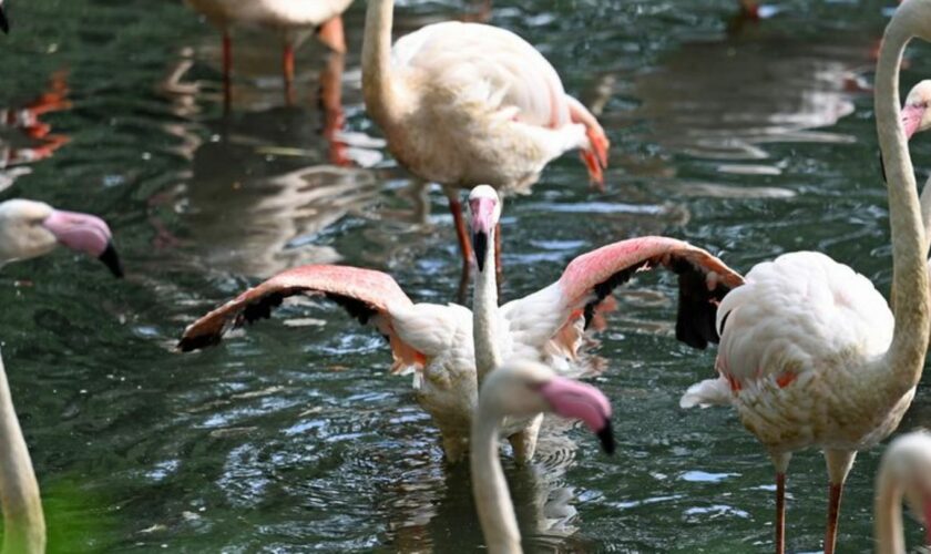 Mehrere Flamingos stehen in einem Teich im Flamingo-Gehege im Zoo Berlin. Foto: Jessica Lichetzki/dpa