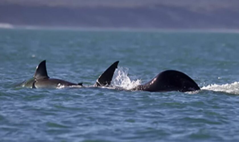 Lone killer whale hunts down and eats great white shark in 'astonishing' attack