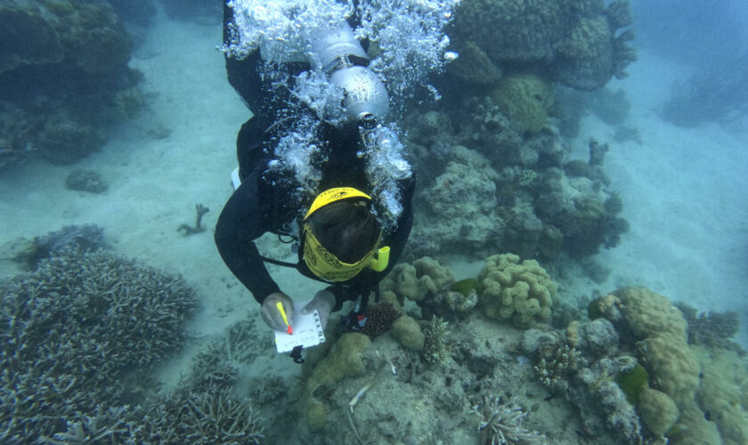 Changement climatique : la Grande Barrière de Corail dévastée par les dernières canicules marines records