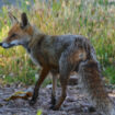 Jura : une vingtaine de renards tués, leurs cadavres retrouvés au bord d’un ruisseau