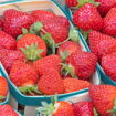 Les fraises déjà de retour en rayons, faut-il les acheter dès maintenant ?
