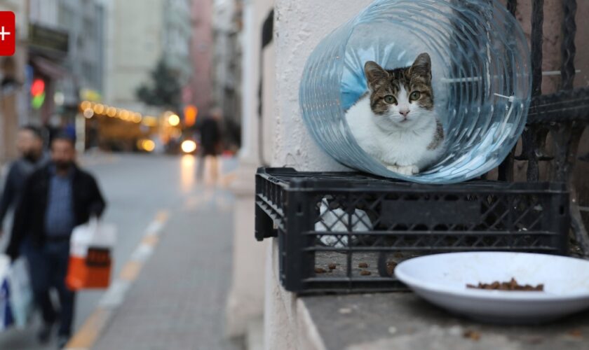 Katzenmord in Istanbul wird Politikum