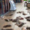 Villagers in Hampshire believe poachers were responsible for the dumping of around 50 dead animals outside a community shop this week.