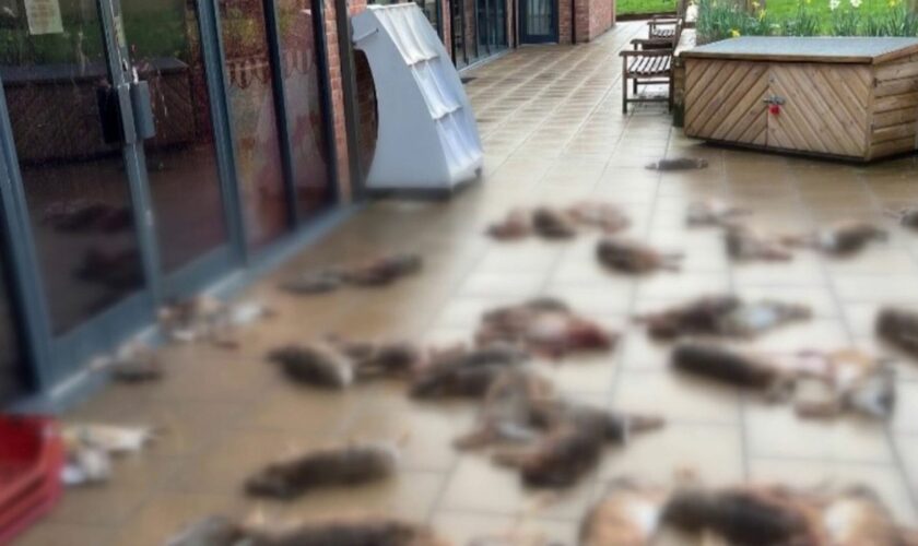 Villagers in Hampshire believe poachers were responsible for the dumping of around 50 dead animals outside a community shop this week.