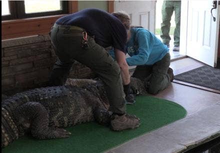 Albert the Alligator's 'dad' chomps at the bit to retrieve his pet gator seized by state: 'Free Albert'